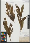 Foto von Salix purpurea L. x Salix viminalis L.